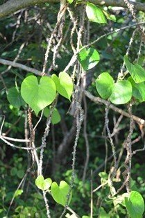 Gulancha tinospora (Engl.)