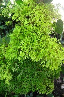 Fernleaf Panax (Engl.)
