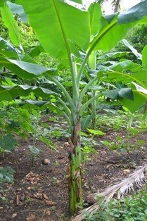 Banana (Tag.,Engl.)