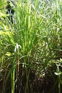 Lemon grass (Engl.)