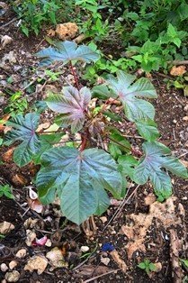Tuba-tuba (P. Bis., C. Bis.), Lansi-lansindan (Tag.), Red physic nut (Engl.), Cotton-leaved jatropha (Engl.)