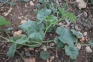 Squash (Engl.)