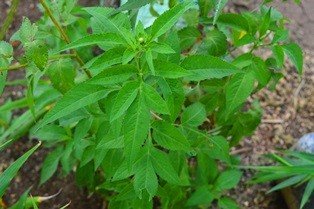 Beggar ticks (Engl.), Spanish needles (Engl.), Black jack (Engl.)