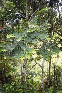 Red coffee-bush (Engl.)