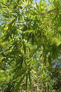 Golden Bamboo (Engl.)