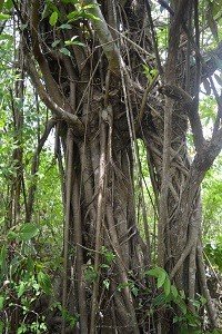 Balete (Ilk., Tag.)
