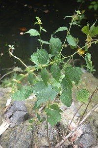 Paroquet Bur (Engl.)
