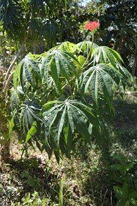 Pseudoginseng (Engl.)