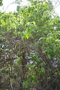 Bulak (Bis.)