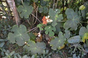 Buddha belly plant (Engl.)