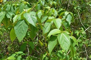 Three-seeded mercury (Engl.)