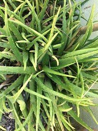 Sabila-pinya (Tag.)