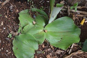 Aromatic ginger (Engl.)