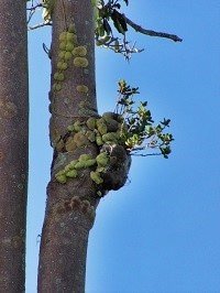 Ant plant (Engl.)