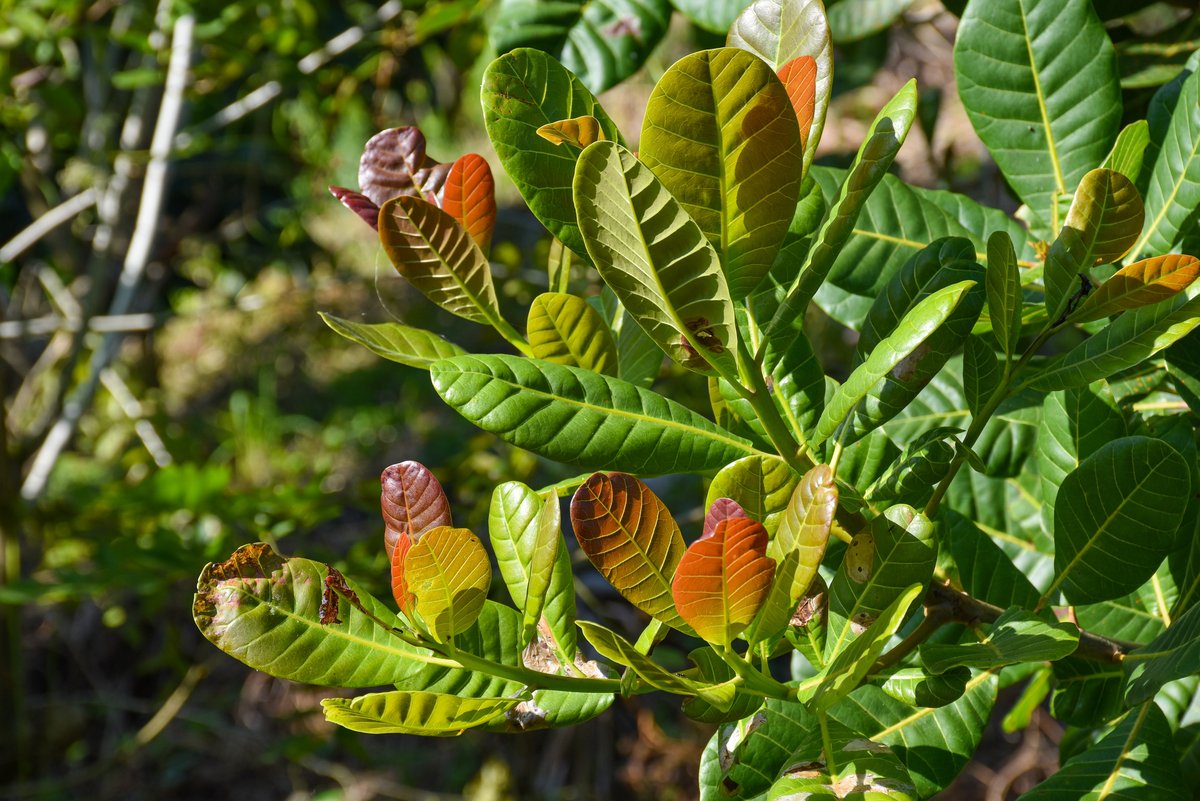 Kasoy (Tag.)Cashew (Engl.)
