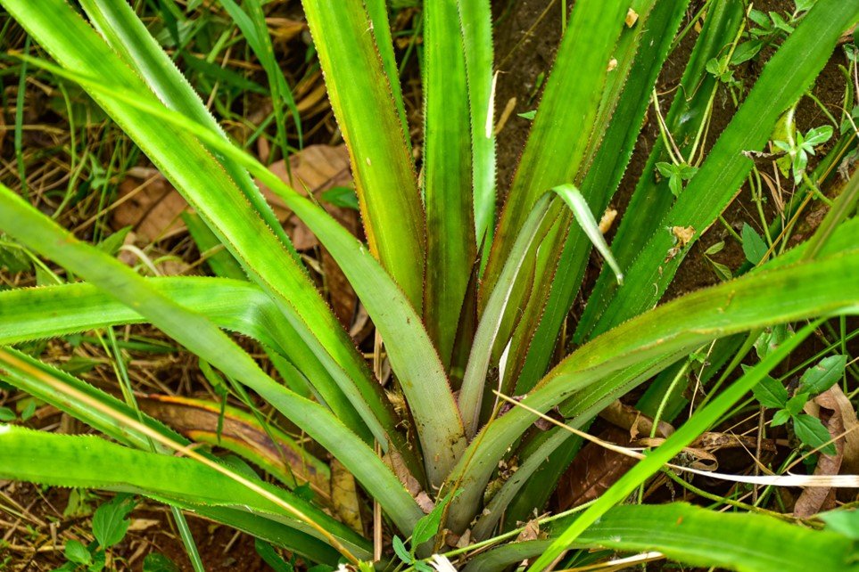 Pinya (Tag.)Pineapple (Engl.)