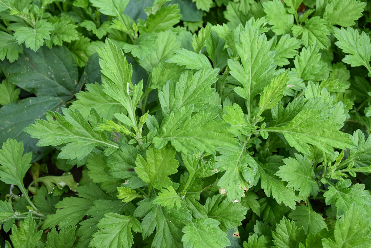 Sta.Maria (Tag.), Damong Maria (Tag.)Mugwort (Engl.)