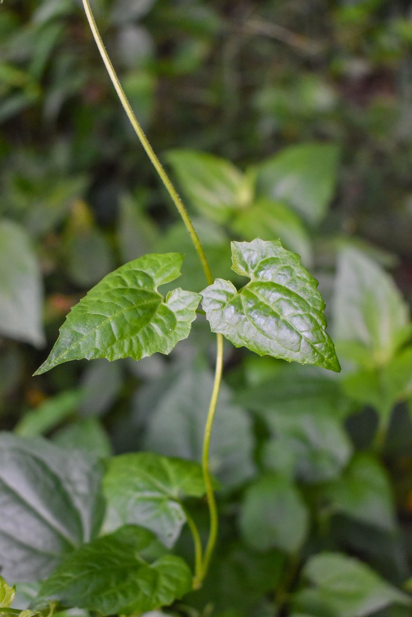 Magkakamutsi (Tag.)Heartleaf hempvine (Engl.)