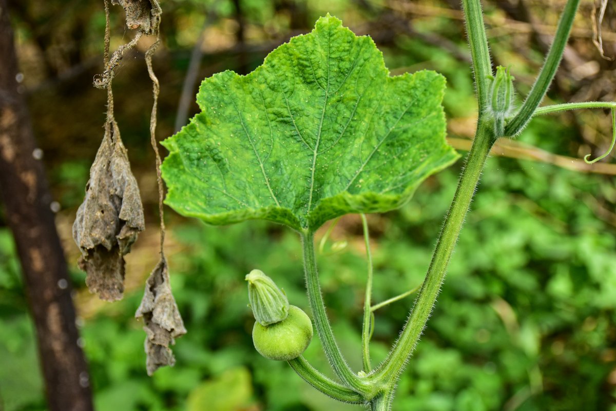 Kalabasa (Tag.)Squash (Engl.)