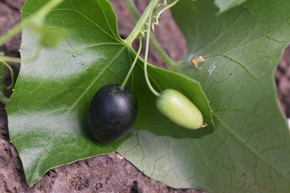 Melon-daga (Tag.) Mouse Cucumber (Engl.)