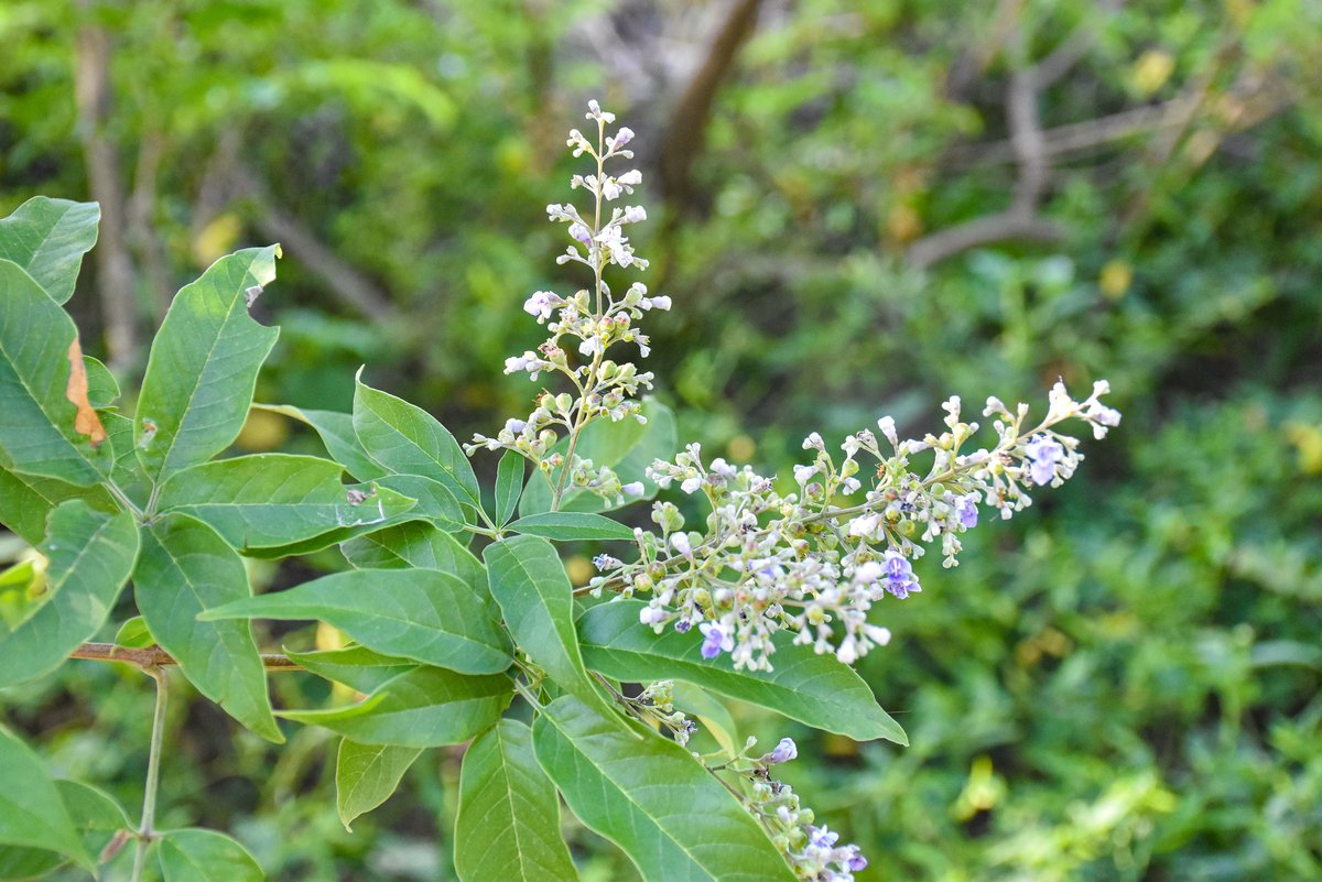 Lagundi (Tag.)Five-leaf Chaste Tree (Engl.)