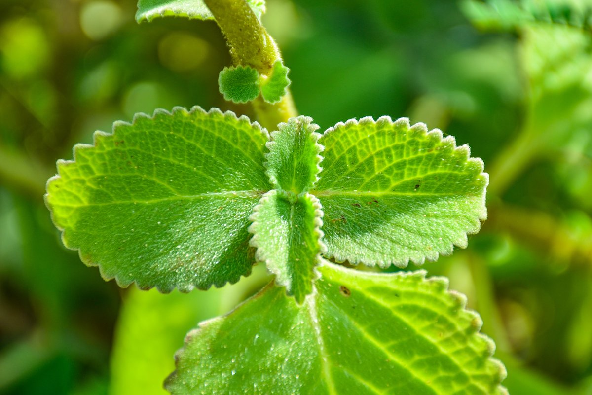 Oregano (Tag.)Oregano (Engl.)