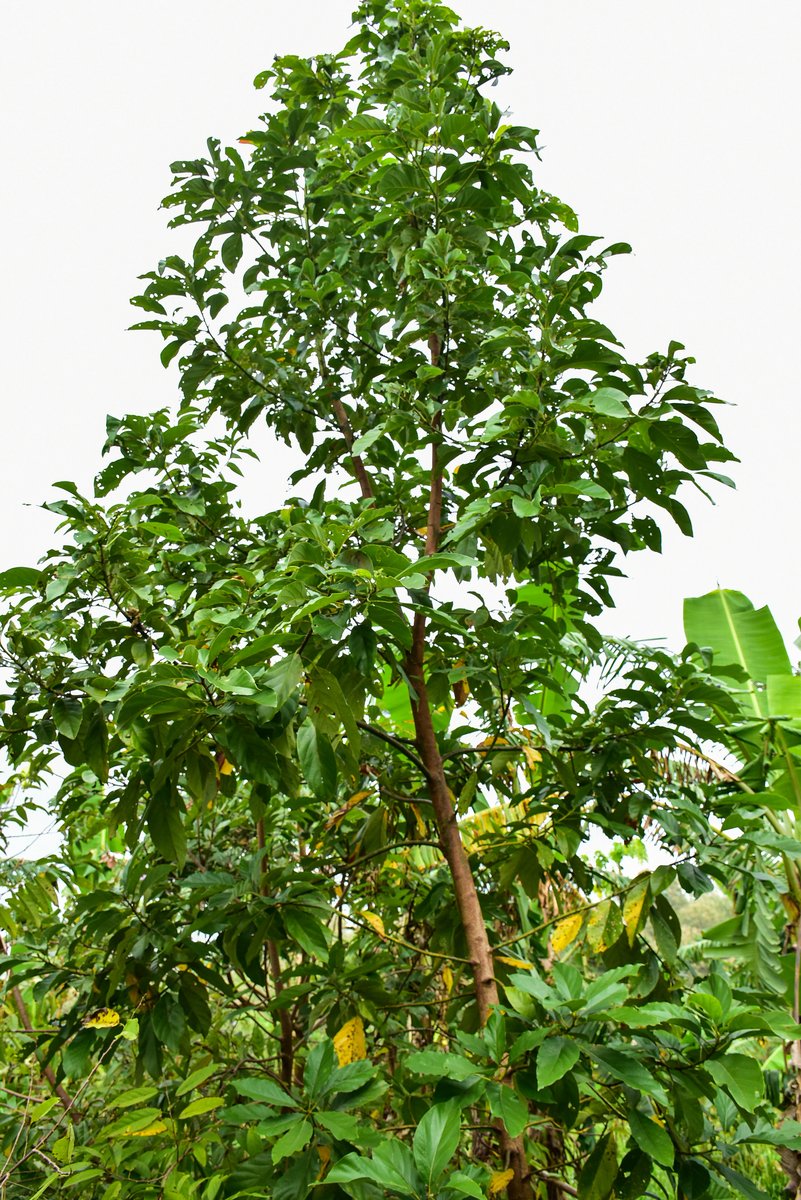 Abokado (Tag.)Avocado (Engl.)