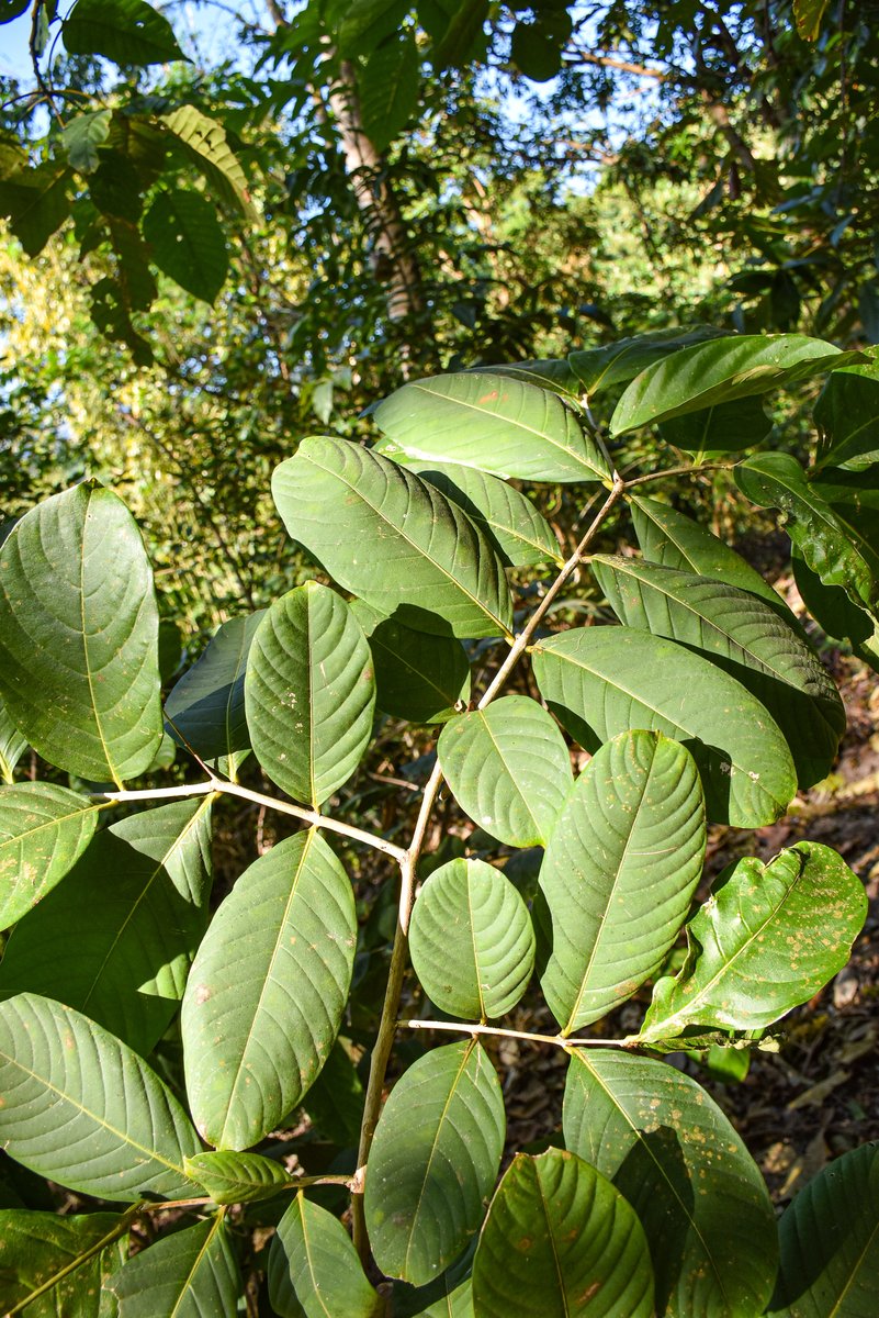 Banaba (Tag.)Queen's flower (Mitla) (Engl.)