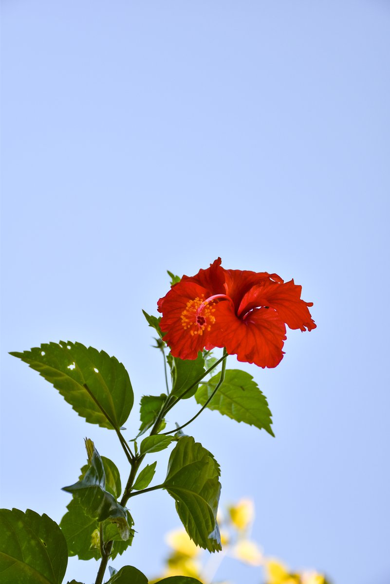 Gumamela (Tag.)China rose (Engl.)