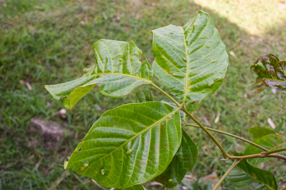 Santol (Tag.)Lolly fruit (Engl.)