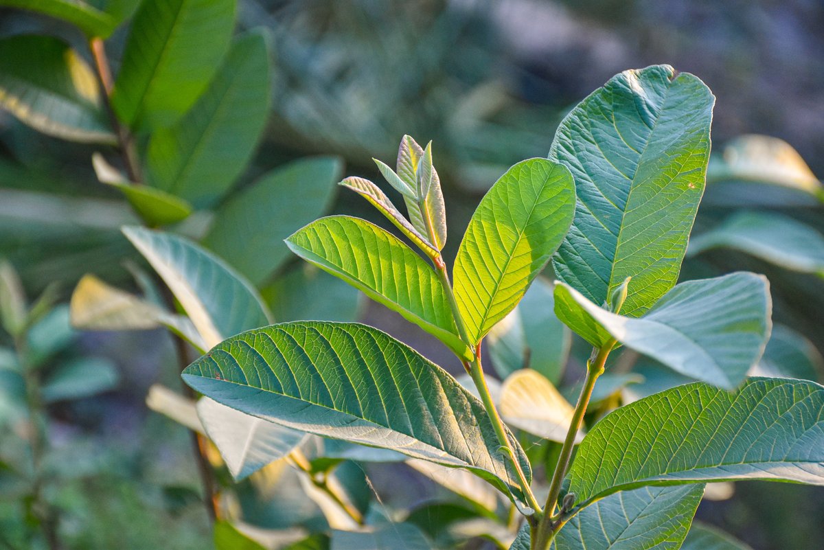Bayabas (Tag.)Guava (Engl.)