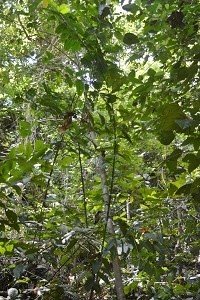 Hedge caper-bush (Engl.)