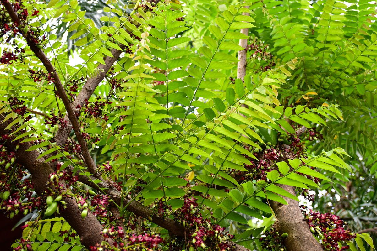 Kamias (Tag.)Bilimbi tree (Engl.)