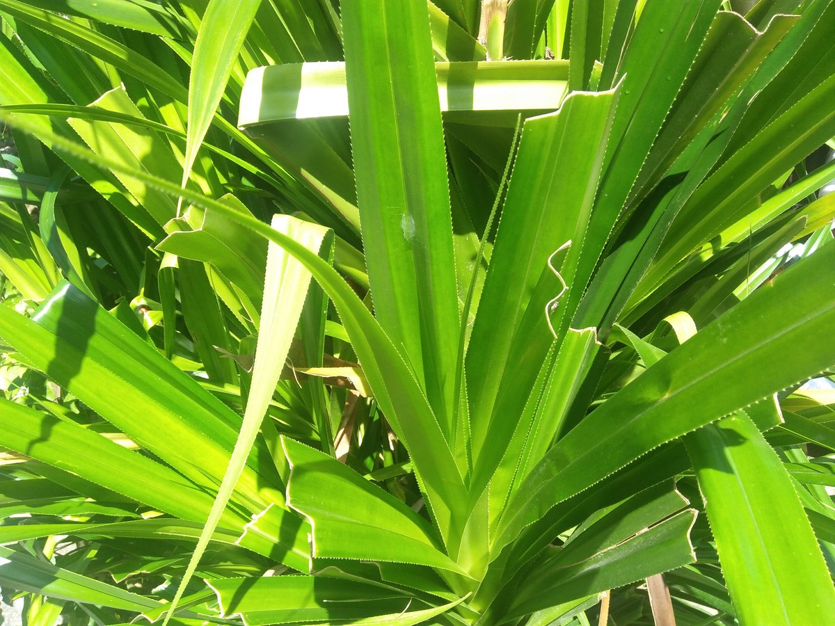 Pandan (Tag.)Screw pine (Engl.)