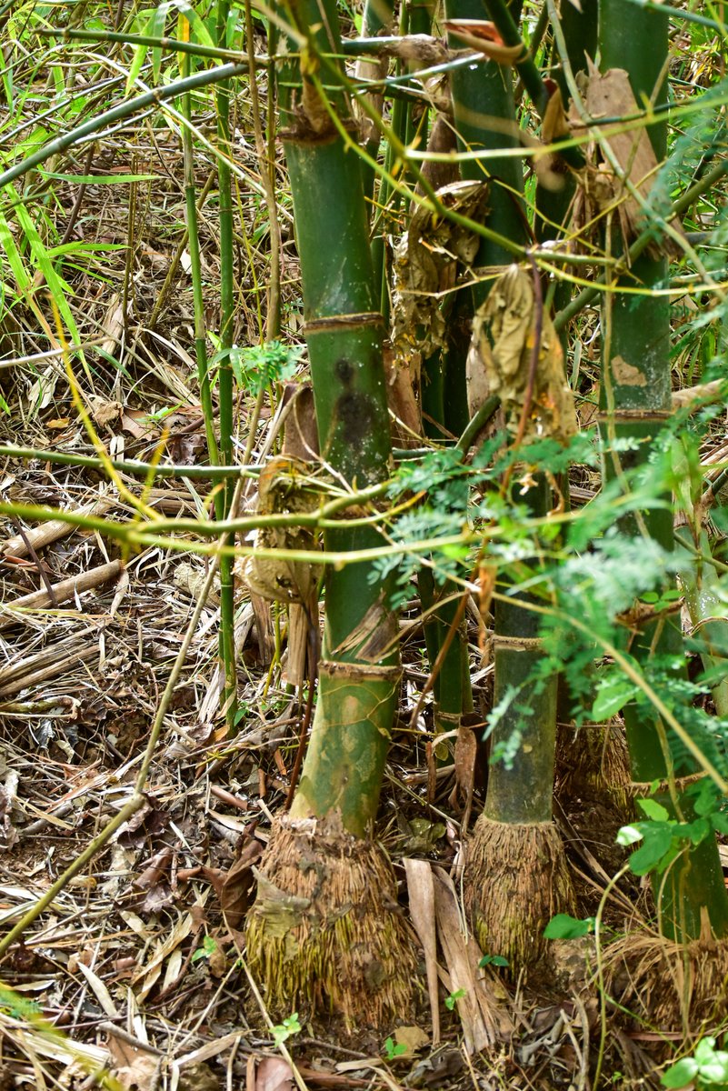 Kawayan (Tag.)Bamboo (Engl.)