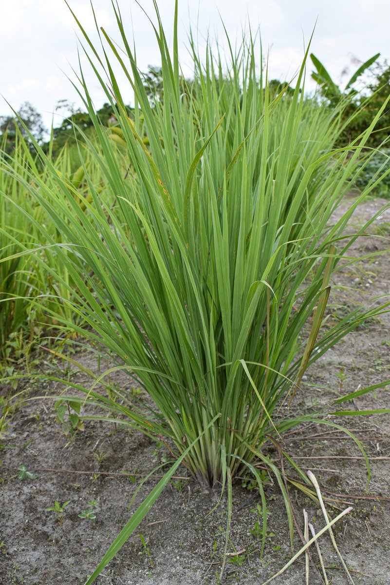 Tanglad (Tag.) Lemon grass (Engl.)
