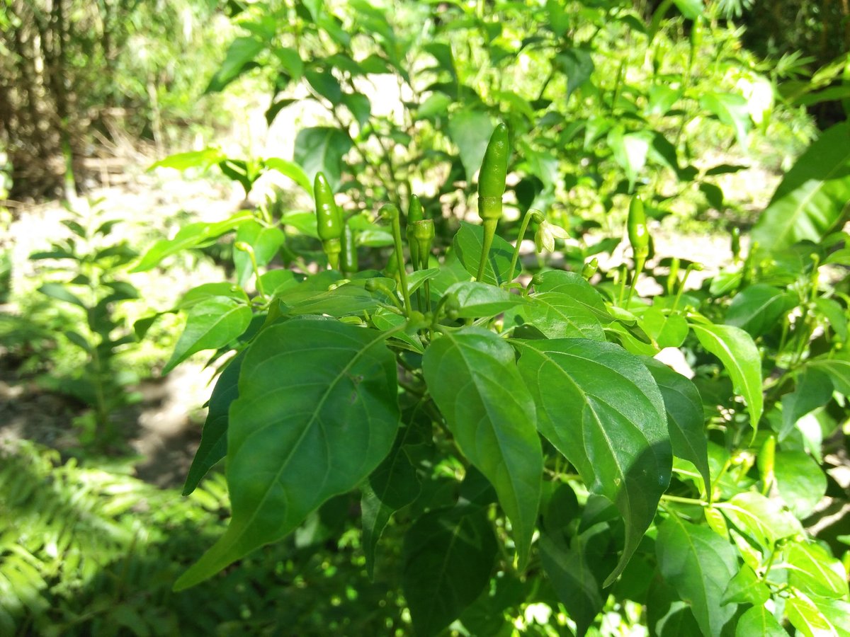 Sili (Tag.)Chili (Engl.)