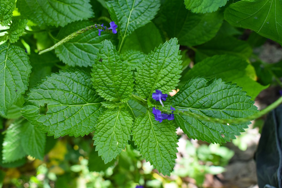 Bastard Vervain (Engl.)