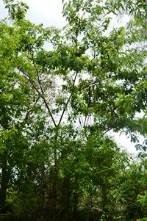 Horse Cassia (Engl.)