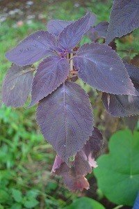 Wizard Velvet Red Coleus (Engl.)