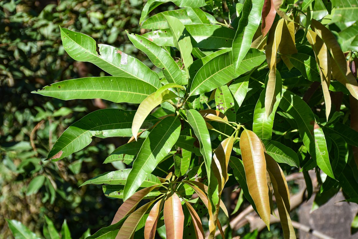 Mangga (Tag.)
