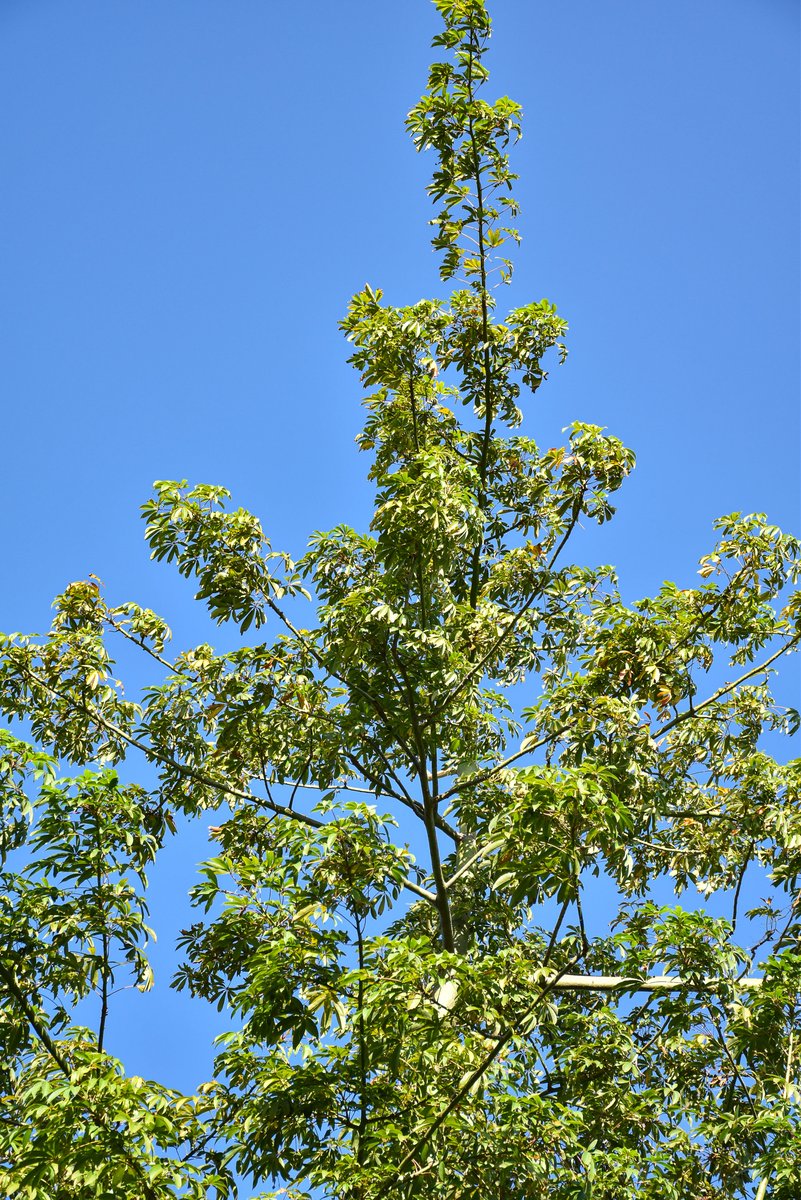Kapok (Bis.)