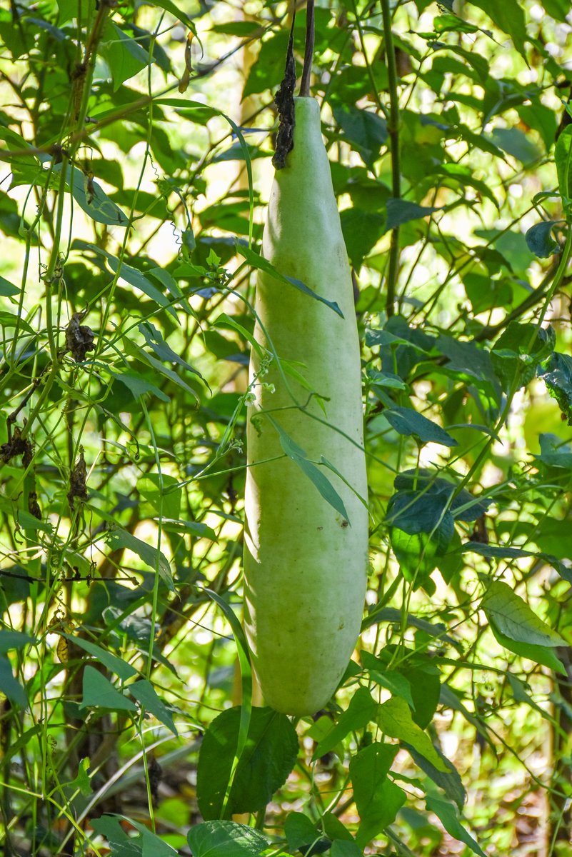 Upo (Tag.)