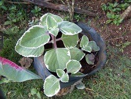 Variegated cuban oregano (Engl.)
