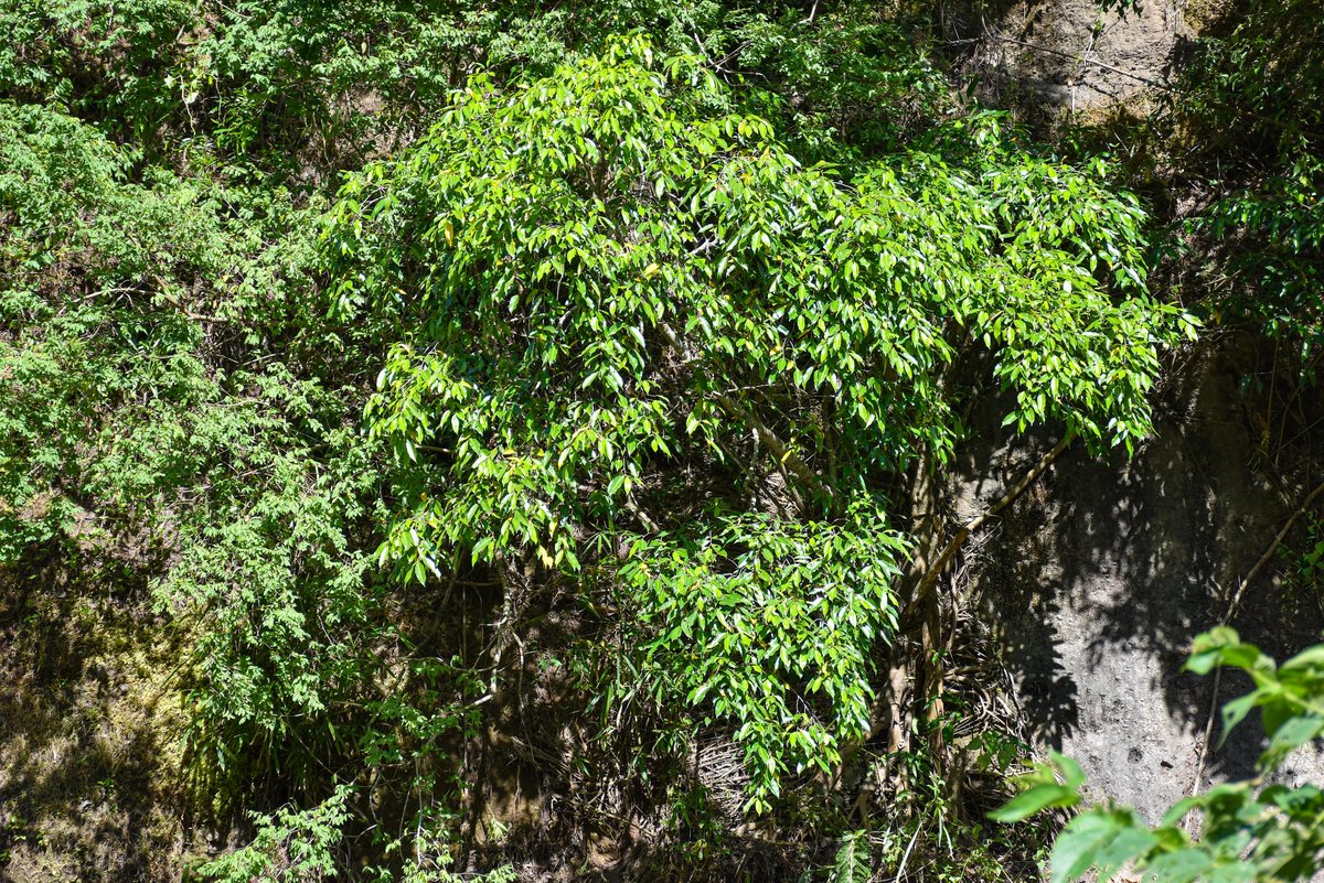 Balete (Tag.)