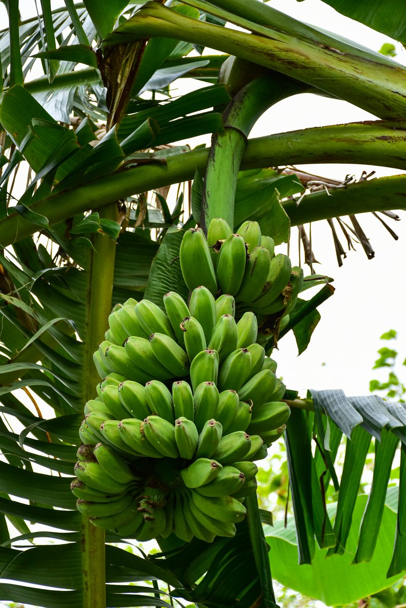 Saging saba (Tag.)