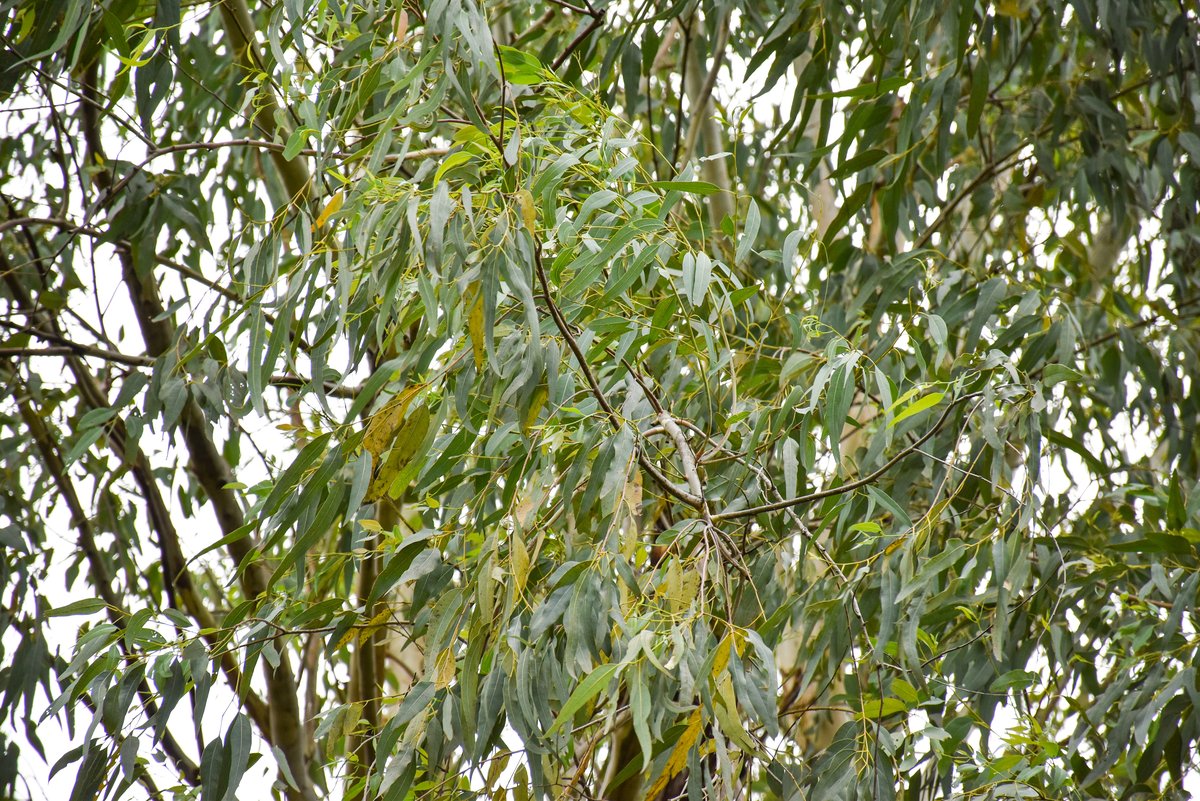 Blue-gum tree (Engl.)