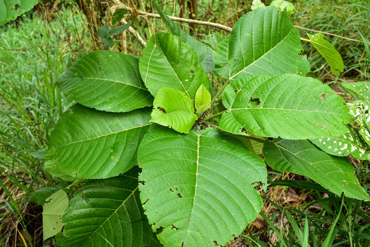 Lipa (Tag.) Lipang Kalabaw (Tag.)