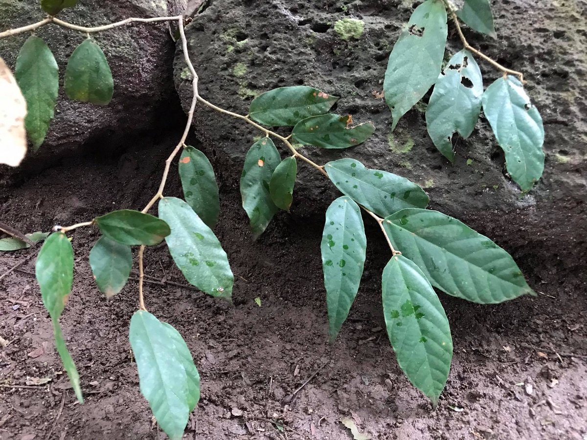 Malacainitu (Tag.)