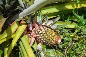 Pinya (Tag.)